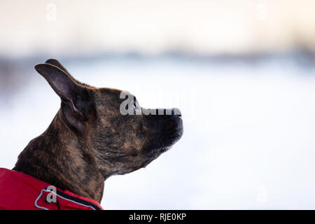 Tiger American Staffordshire Terrier mit kupierten Ohren Spaziergänge im Freien im Winter Stockfoto