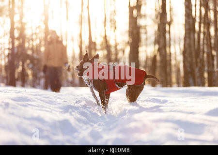 Tiger American Staffordshire Terrier mit kupierten Ohren Spaziergänge im Winter im Freien sonnigen Tag Stockfoto