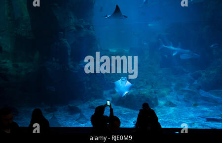 Silhouetten, die mit Blick auf die Unterwasserwelt. Touristen beobachten Mantas Fische schwimmen in Istanbul Aquarium (akvaryum) in der Türkei. Stockfoto