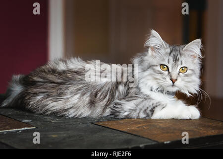 Adorable Baby Sibirische Kätzchen cat Indoor inländischen pet Stockfoto