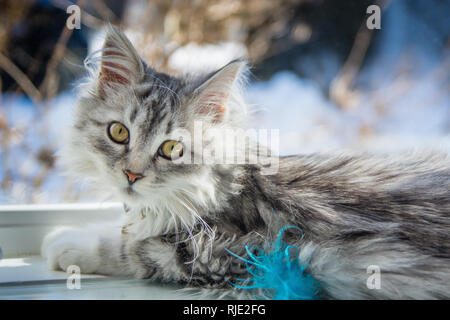 Adorable Baby Sibirische Kätzchen cat Indoor inländischen pet Stockfoto