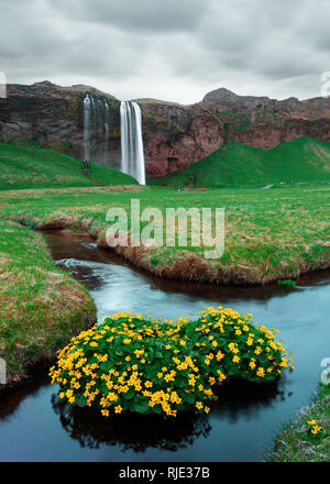 Sonnenaufgang auf dem Seljalandfoss Wasserfall auf Seljalandsa Fluss, Island, Europa. Erstaunliche Ansicht von innen Stockfoto