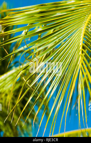 Tolle Aussicht auf Coroa Vermelha Strand in Porto Seguro in Brasilien. Stockfoto