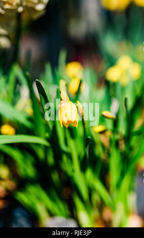 Blume Makroaufnahme, abstrakten Foto einer Blume. Schönen Hintergrund. Tulpe. Stockfoto