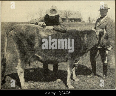 . Das Vieh Maden oder ox warbles, ihre biologies und Vorschläge für die Kontrolle. 800/100fliegt ; Rind ; Insekt pests. Das VIEH MADEN ODER OX WARBLES 93 larvse in situ. In solchen Fällen wurden die Beobachtungen über mehrere Wochen anhaltende Wirkung auf dem Host von der Zerstörung der Maden durch diese Methode zu bestimmen. Um die genauen Observa- tionen auf das Töten - Leistung der verschiedenen Materialien verwendet, die meisten davon wurden nach Verabreichung der größte Teil der Larven hatte den fünften und letzten Etappe erreicht. In den meisten Fällen eine ausreichende Anzahl von Maden wurden in den jüngeren Phasen, so dass die e Stockfoto