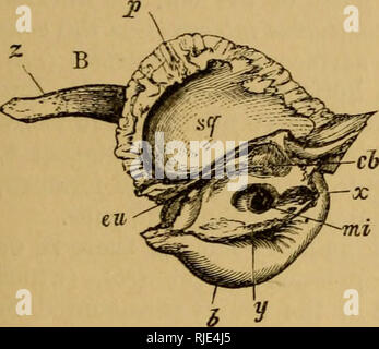 . Die Katze; eine Einführung in das Studium der backboned Tiere, vor allem Säugetiere. Katzen; Anatomie, Vergleichende. CHAP. Iii.] Skelett von Kopf und Rumpf. 65 In seinem natürlichen Zustand mit Knorpel überzogen ist, und dient für die Artikulation des Unterkiefers. Diese Fläche ist hinter begrenzt durch eine scharf Absteigend knöcherne Platte - Die post-glenokl j^^" ocess (GJ)). Der Knochen wird rückwärts von der behindern Ende der jochbeinbogen Prozess, über den externe auditorischen Meatus fort, und ist das hintere Dach Der zygoma genannt, die Teil der Unterstützung der glenoid Oberfläche und bildet die vordere Wurzel des z Stockfoto