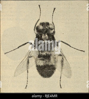 . Das Vieh Maden oder ox warbles, ihre biologies und Vorschläge für die Kontrolle. 800/100fliegt ; Rind ; Insekt pests. 34 BULLETIN 1369, US DEPARTMENT" der Landwirtschaft. Abb. 19. - Dorsalansicht der erwachsenen männlichen von Hvpodenna Uneatum. Viel vergrößert.. Diese Hosts wurden gehalten, die sicher im Laufe der Saison einen Maulkorb, wenn fliegt wahrscheinlich über, außer für die Zeit, die Sie gefüttert wurden, als sie in speziell konstruierten Rungen, die Sie nicht zulassen würden. Lecken einen Teil von sich selbst platziert werden. Die maulkörbe verwendet von schweren Draht gemacht wurden, ex - tendenziell auch die Nase und bedeckt mit closel Stockfoto