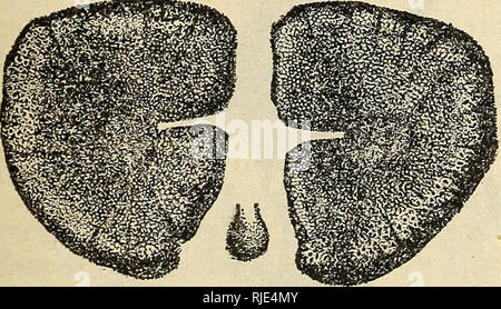 . Das Vieh Maden oder ox warbles, ihre biologies und Vorschläge für die Kontrolle. 800/100fliegt ; Rind ; Insekt pests. Abb. 17.- Hypoderma lineatum: Pos-terior stigmal Platten der fünften Stufe Larve. Stark vergrößert (laake) Die fliegen von H. hovis (Abb. 20) Ist deutlich größer und viel stouter als H. lineatum. Dies gilt insbesondere für den Brustbereich, die viel breiter angelegt ist. Die Farbe ist ähnlich der von H. lineatum, aber das Band der gelblichen Haare über den prothorax Dorsal ist deutlich breiter und die Schatten etwas tiefer in H. lineatum. Die glänzenden Längs- Linien des Thorax sind o Stockfoto