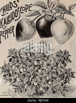 . Katalog: Wm. C. Beckert seedsman. Verkaufskataloge Samen; Gemüse Samen Kataloge, Leuchtmittel (Pflanzen) Samen Samen Kataloge Kataloge; Obst; Blumen Samen Kataloge; Garten Werkzeuge Kataloge. Chili. Für Pfeffer sauce verwendet. Hülsen kleine und kegelförmig. Obst bright Scarlet und sehr scharf. Pkt. 5 cts.; Oz. 30 cts. Cherry Red. Obst klein und rund, fruchtbar und sehr dekorativ. Pkt. 5 cts.; Oz. 30 cts. Cherry Gelb. Frucht gelb. Auch in anderer Hinsicht nicht abweichend von den oben Genannten. Pkt 5 cts.; Oz. 30 cts. Neue Himmlische. Astro. Nicht nur ein äußerst nützliches Pfeffer, aber einer der Schönsten pl Stockfoto