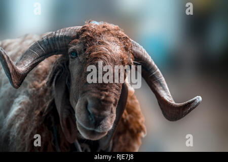 Nahaufnahme des Indischen Schafe oder Ram züchten Schafe oder Awassi züchten Schafe auf den Feldern. Stockfoto