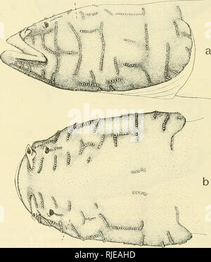 . Höhle Wirbeltiere von Amerika; eine Studie bei degenerativen Evolution. Höhle Tiere; Heteropygii. 74 blinde WIRBELTIERE UND IHRE AUGEN. Der Autor hat auch diese Art in einer kleinen Höhle am Rande der Stadt Glasgow, Kentucky, wo es reichlich mäßig ist und leicht zugänglich, aber aufgrund der begrenzten Ausmaß der Umgebung nur sehr wenige wurden auf einer Reise gefangen. Man war unter einem schwebenden Board in dieser Höhle gefunden. Eine andere speci - Männer gesichert wurde nach einer ausführlichen Erkundung zu Fuß und auf Händen und Knien in der Höhle bei Cave City, Kentucky. Typhlichthys osborni Eigenmann. Typhlich Stockfoto