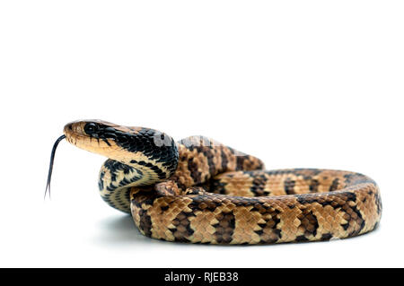 Falsche Wasser cobra Schlange auf weißem Hintergrund Stockfoto