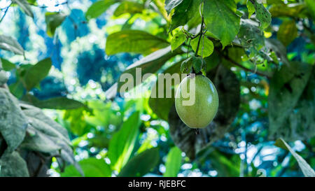 Ein schönes Foto von einer natürlich wachsenden Passionsfrucht (Passiflora edulis) Hangin auf ein Weinstock im tropischen Regenwald in der Drake Bay, Costa Rica Stockfoto