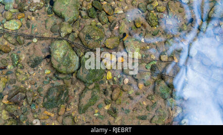 Ein schönes Foto von einer Linie der Frosch Eier in einem Fluss an der Drake Bay, Costa Rica Stockfoto