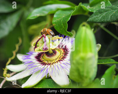 Honigbiene und exotischen Weiß und Lila fruchtblatt Blume der Passiflora Foetida oder Caerulea. Leidenschaft Blume Blüte closeup im Hintergrund der grünen Blätter Stockfoto