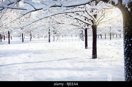 Winter Bergkulisse Snowy Tree Zeilen park mit verschneiten Bäumen Stockfoto