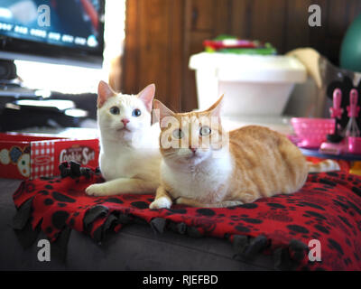 Die flamme Mitzie point Siam chillen auf der Decke mit Mika die orange Tabby Stockfoto