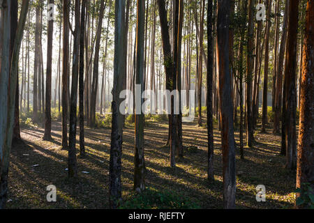 Eukalyptusbäume, Munnar, Kerala, Indien Stockfoto