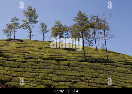 Munnar Tee Plantage, Kerala, Indien Stockfoto