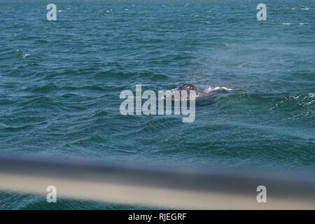 Baby Buckelwal, Punta De Mita, Mexiko Stockfoto