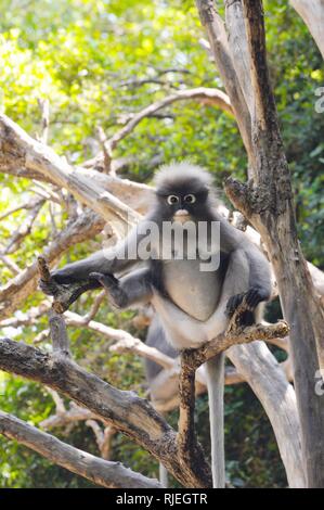 Wild dusky Langur, dusky Blatt Affe, spectacled Langur, spectacled Blatt monkey (Trachypithecus Obscurus) in tropischen Wald in Thailand Stockfoto