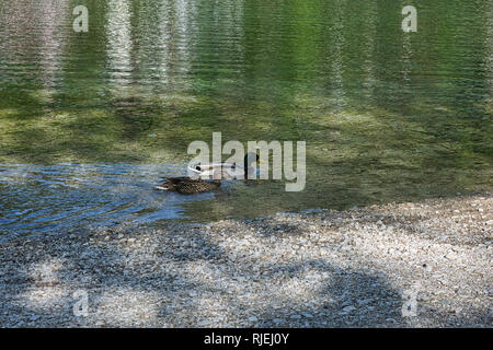 Zwei bunte dabbling Ducks schwimmen im See. Stockenten auf der Suche nach Nahrung im See. Stockfoto