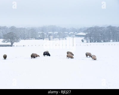 Schafe in den letzten schweren Schnee fallen in Cheshire, Großbritannien Stockfoto