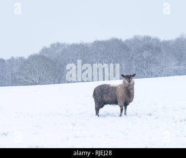 Schafe in den letzten schweren Schnee fallen in Cheshire, Großbritannien Stockfoto