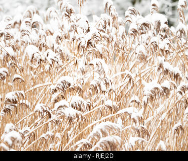 Schilf (Phragmites australis) im Schnee im Winter 2018/2019 Stockfoto