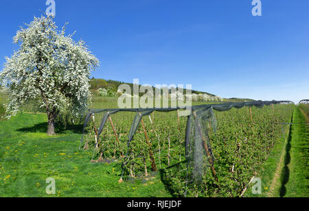 Grossen blühenden Baum in einer Apfelplantage Stockfoto