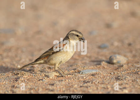 Kap Sparrow-Passer melanurus, gemeinsame Säugetierart aus dem südlichen Afrika, Sossusvlei, Namibia. Stockfoto