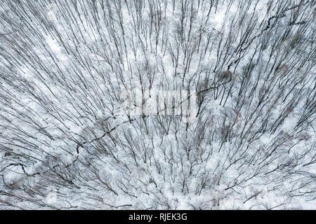 Blick von oben auf die Winter Bäume im Wald. Antenne drone Schuß Stockfoto