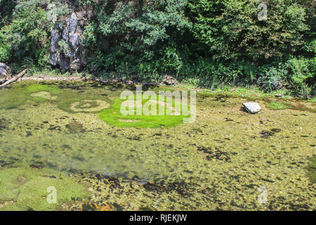Kreise von Wasserpflanzen und Vegetation in Flusses Treska in Mazedonien Stockfoto