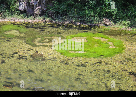 Kreise von Wasserpflanzen und Vegetation in Flusses Treska in Mazedonien Stockfoto