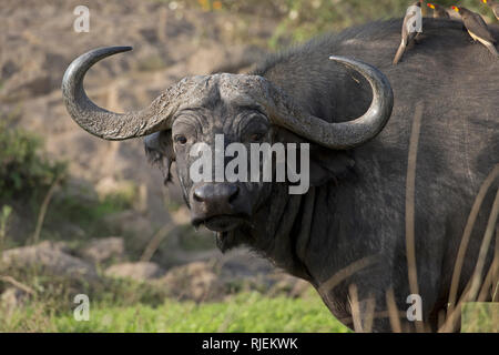 Der Kopf der afrikanischen Büffel, mit oxpeckers, Syncerus caffer auf der Rückseite, Masai Mara National Reserve, Kenia Stockfoto