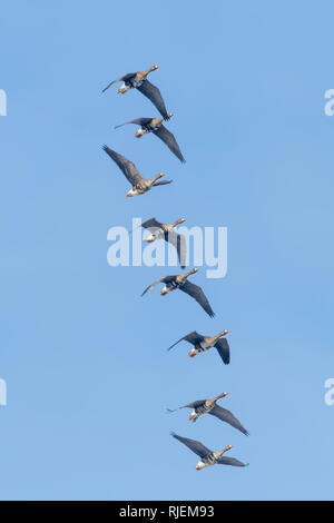 Herde mehr White Fronted Geese Flying Blue Sky Stockfoto