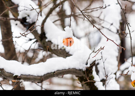 Gefrorenen Schnee Apple an ein Holz gehängt. Stockfoto