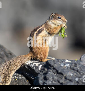 Barbary Erdhörnchen (Atlantoxerus Getulus) in Fuerteventura Spanien Stockfoto