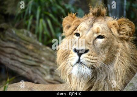 Asiatischer Löwe im Zoo von Bristol Stockfoto