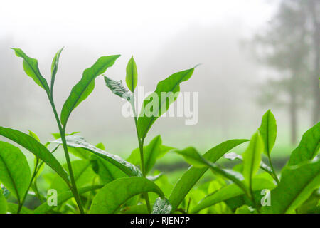 Grüner Tee Blatt am Morgen Stockfoto