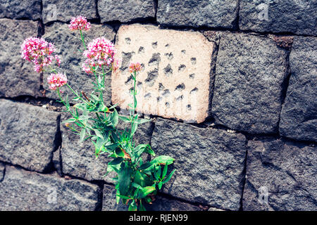 Blumen auf dem Stein mauer Stockfoto