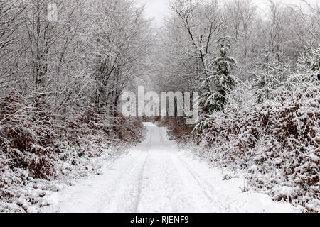 Eine Straße durch einen Wald in diesem Winter Szene führenden Stockfoto