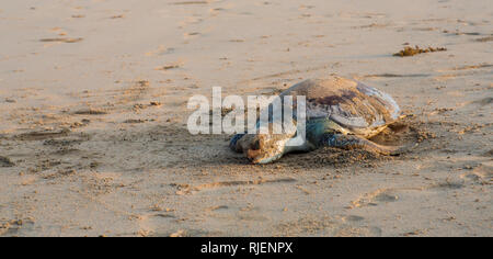 Eine tote Schildkröte am Strand in Goa, Indien Stockfoto