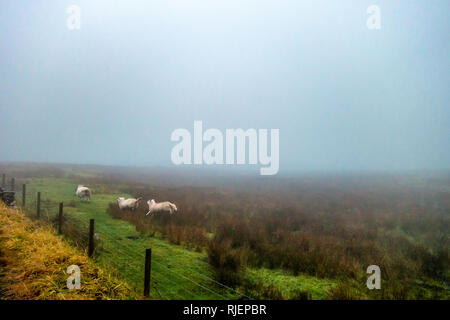Familie Herde von drei Schafe, die in der Schwere Winter Nebel in der Nähe von Bach, Oswaldtwistle Tinkler, Blackburn, England Stockfoto