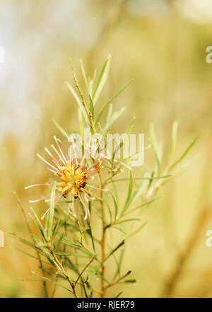 Blume der Grevillea Anlage in Australien Stockfoto