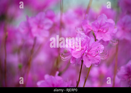 Rhododendron Mucronulatum koreanischen Rhododendronblüte Stockfoto