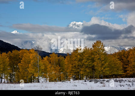 WYOMING - Schnee auf den Wiesen vor dem Aspen Bäume selbst gedreht haben Farben mit Mount Moran im Hintergrund zu fallen, Grand Teton National Park. Stockfoto