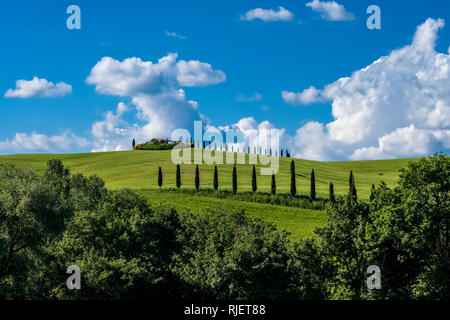 Typische hügelige Toskanische Landschaft im Val d'Orcia mit Feldern, Zypressen und einem Bauernhaus Stockfoto