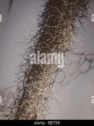 Spanisches Moos hängt von einem Baum auf Mangum Avenue, Feb 6, 2015 in Selma, Alabama. Spanisch Moss (Tillandsia usneoides) tendenziell in feuchten Klimas zu wachsen. Stockfoto