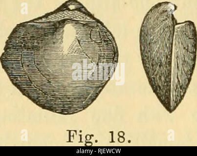 . Kataloge der Silur Fossilien der Insel Anticosti, mit Beschreibungen von neuen Gattungen und Arten. Paläontologie, Paläontologie. 52 Hauptschnittrichtung hinter der Schnabel eine leichte Kurve konvex in Richtung der anterioren Seite zeigen. Aus der Richtung, in die sich diese Schlieren der Kardinal Rand scheint es, dass die Shell, wenn, perfekte hat ein ausgesprochen kantige, nicht gerundet, des hinteren Kotflügels zu erreichen. In der Nähe von Jupiter Fluss im unteren Teil der Div. 3, A. G. J. Richardson.. Abb. 18.- Fterinea curiosa. Ein, mit Blick auf das rechte Ventil zeigt, den Bereich des Rechts; h, anteriore Ansicht. S. suBPLANA, Halle. - eine Spezies, die Stockfoto